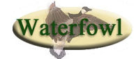 Waterfowl